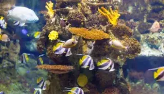 Oceanorium